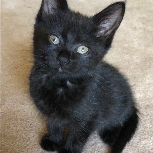 Meet your Posher, Casey - Picture 3 of 5